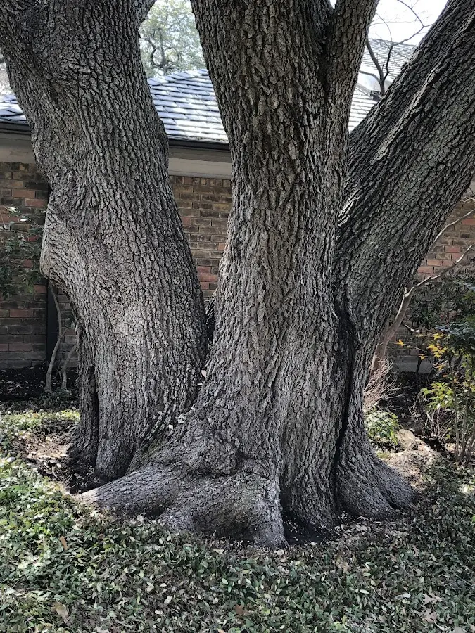 Mature heritage tree close to a Newdale property cared for by certified arborists